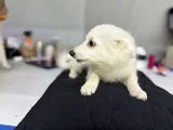 Spitz Yavrular Dişi Erkek Mevcuttur