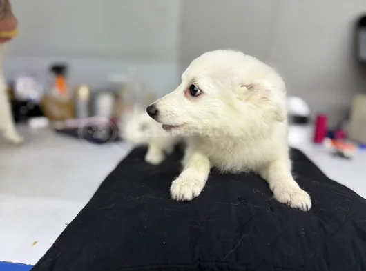 Spitz Yavrular Dişi Erkek Mevcuttur görsel