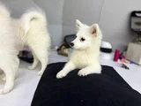 Spitz Yavrular Dişi Erkek Mevcuttur