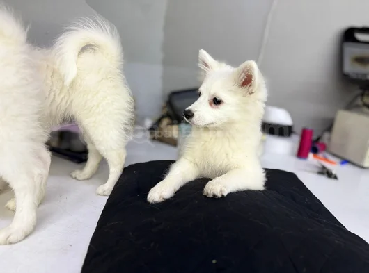Spitz Yavrular Dişi Erkek Mevcuttur görsel