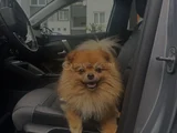2 YAŞINDA POMERANIAN
