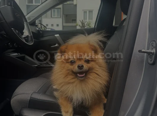 2 Yaşinda Pomeranian