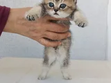 Oyuncu Cins Scottish Fold Yavrularım