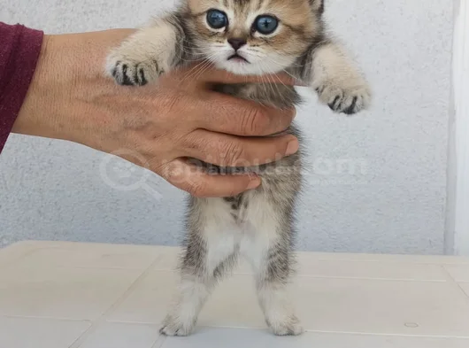 Oyuncu Cins Scottish Fold Yavrularım görsel