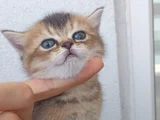Oyuncu Cins Scottish Fold Yavrularım