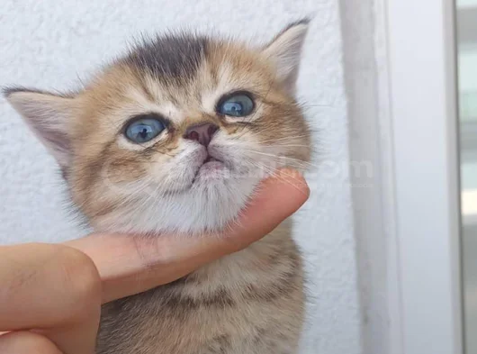 Oyuncu Cins Scottish Fold Yavrularım görsel