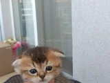 Oyuncu Cins Scottish Fold Yavrularım