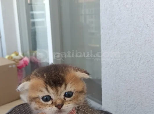 Oyuncu Cins Scottish Fold Yavrularım görsel