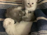Oyuncu Cins Scottish Fold Yavrularım