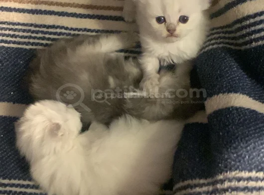 Oyuncu Cins Scottish Fold Yavrularım görsel