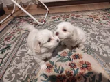 Xs Maltese Bebekler
