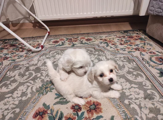 Xs Maltese Bebekler