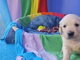 Gerçek Bebek Yüz Golden Mi̇ Ariyorsunuz