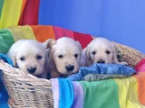 Gerçek Bebek Yüz Golden Mi̇ Ariyorsunuz