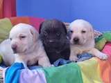 Her Renk A Kali̇te Müthi̇ş Labrador Retri̇ever Yavrular