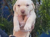 Her Renk A Kali̇te Müthi̇ş Labrador Retri̇ever Yavrular
