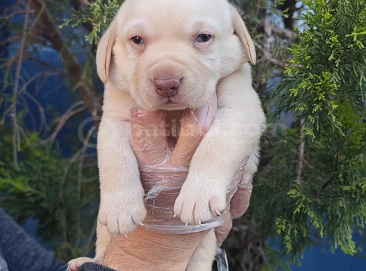 Her Renk A Kali̇te Müthi̇ş Labrador Retri̇ever Yavrular görsel