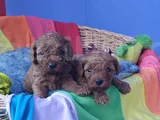 Gerçek Kali̇te Gerçek Toy Poodle Yavrular