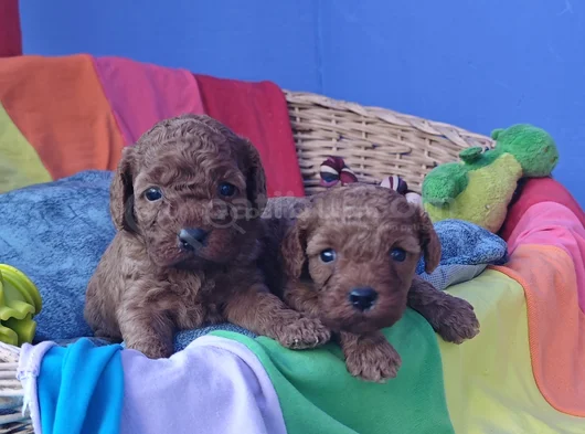 Gerçek Kali̇te Gerçek Toy Poodle Yavrular görsel