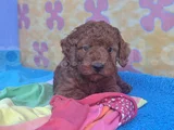 Gerçek Kali̇te Gerçek Toy Poodle Yavrular