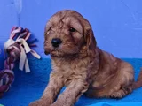 ANNE BABA ORJİNAL COCKAPOO YAVRULAR