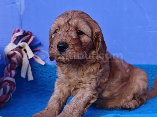 Anne Baba Orji̇nal Cockapoo Yavrular