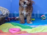 KORE KAN ORJİNAL A KALİTE MALTİPOO YAVRULAR