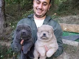 Üreticiden chow chow çin aslanı yavruları