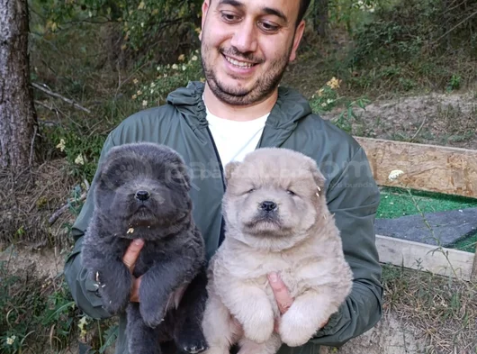 Üreticiden Chow Chow Çin Aslanı Yavruları