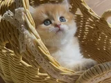 British Golden Longhair dişi ve erkek rzv