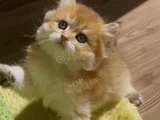 British Golden Longhair Dişi Ve Erkek Rzv