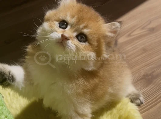 British Golden Longhair Dişi Ve Erkek Rzv görsel