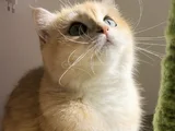British Golden Shorthair Ny12  Kızım