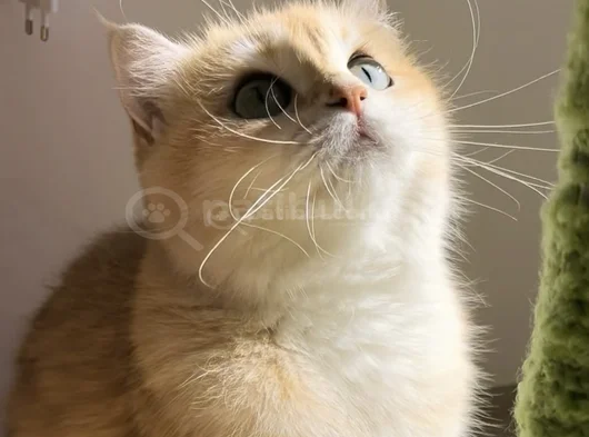 British Golden Shorthair Ny12  Kızım görsel
