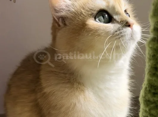 British Golden Shorthair Ny12  Kızım görsel