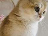 British Golden Shorthair Ny12  Kızım