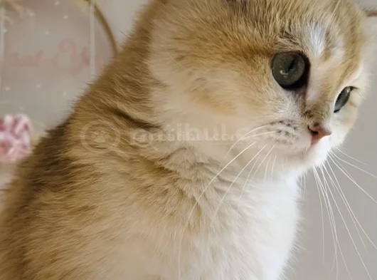 British Golden Shorthair Ny12  Kızım görsel