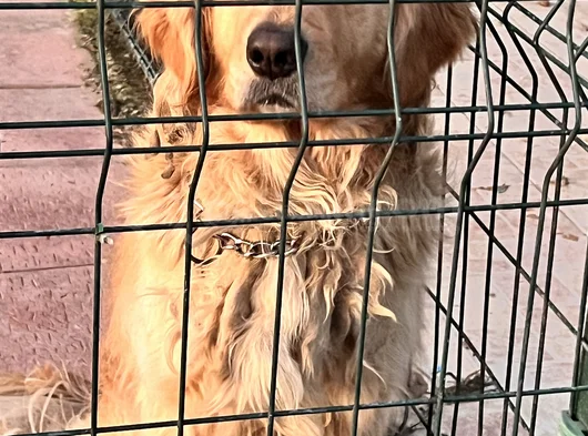 Golden Retriever görsel