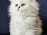 Show Kalite British Longhair Silver