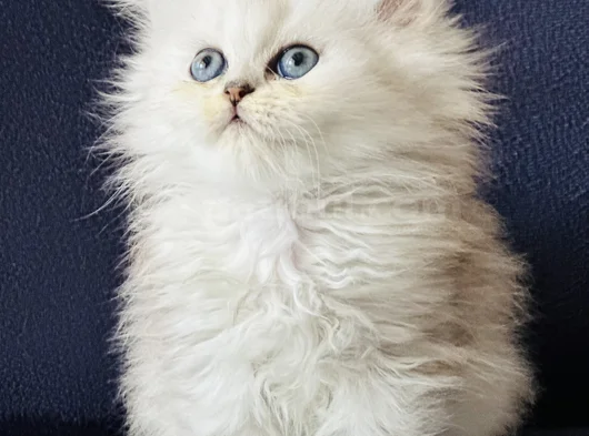 Show Kalite British Longhair Silver görsel