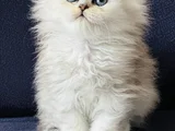 Show Kalite British Longhair Silver