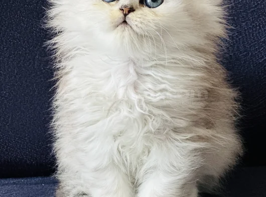 Show Kalite British Longhair Silver görsel