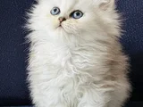 Show Kalite British Longhair Silver