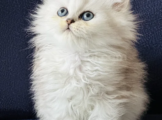 Show Kalite British Longhair Silver görsel