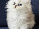 Show Kalite British Longhair Silver