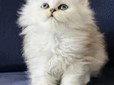 Show Kalite British Longhair Silver