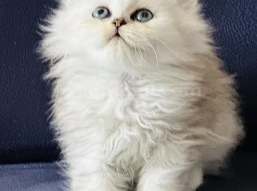 Show Kalite British Longhair Silver görsel