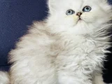 Show Kalite British Longhair Silver