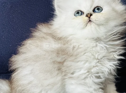 Show Kalite British Longhair Silver görsel