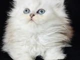 Show Kalite British Longhair Silver